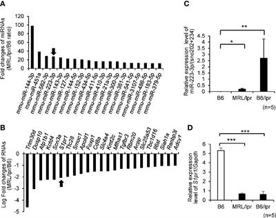 Deletion of Mir223 Exacerbates Lupus Nephritis by Targeting S1pr1 in Faslpr/lpr Mice